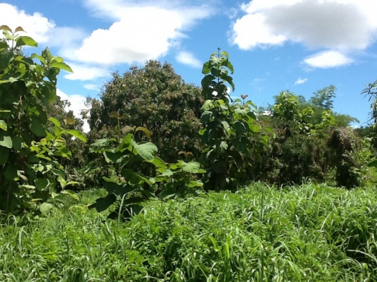 ขายที่ดิน ขายที่ดิน