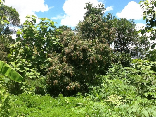 ขายที่ดิน ขายที่ดิน