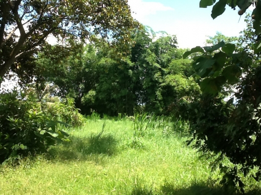 ขายที่ดิน ขายที่ดิน