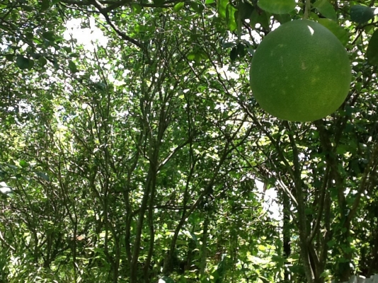 ขายที่ดิน ขายที่ดิน