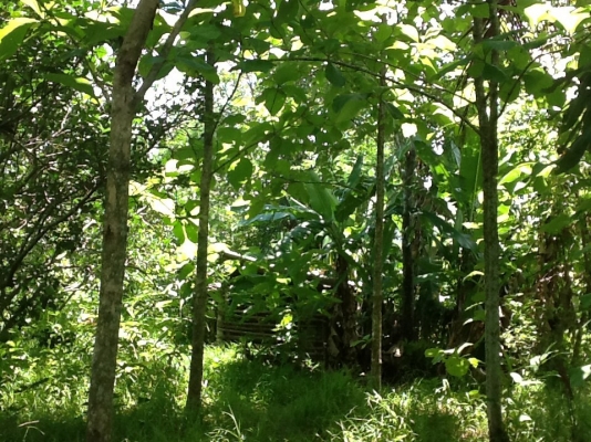 ขายที่ดิน