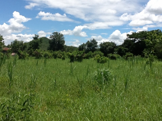 ขายที่ดิน ขายที่ดิน