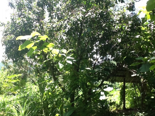 ขายที่ดิน ขายที่ดิน