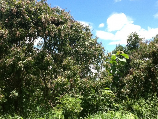 ขายที่ดิน ขายที่ดิน