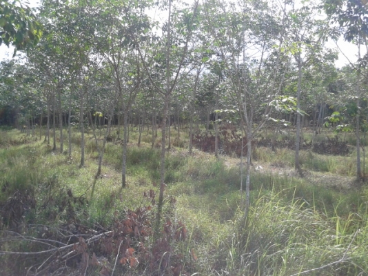 สวนยาง 8 ไร่ 2 งาน  พร้อมพื้นที่สร้างบ้าน   ฉโนดพร้อมโอน  (อ . ควนขนุน จ. พัทลุง)