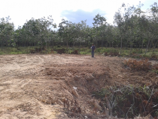 สวนยาง 8 ไร่ 2 งาน  พร้อมพื้นที่สร้างบ้าน   ฉโนดพร้อมโอน  (อ . ควนขนุน จ. พัทลุง)