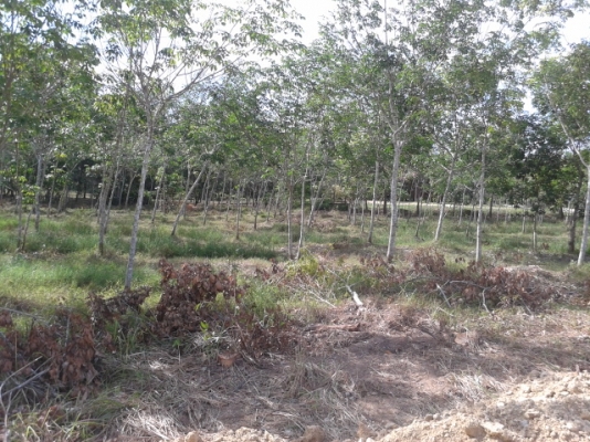 สวนยาง 8 ไร่ 2 งาน  พร้อมพื้นที่สร้างบ้าน   ฉโนดพร้อมโอน  (อ . ควนขนุน จ. พัทลุง)