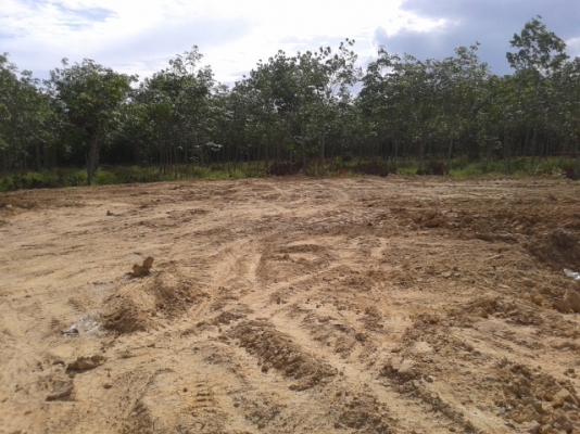 สวนยาง 8 ไร่ 2 งาน  พร้อมพื้นที่สร้างบ้าน   ฉโนดพร้อมโอน  (อ . ควนขนุน จ. พัทลุง)