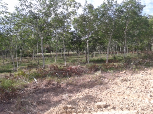 สวนยาง 8 ไร่ 2 งาน  พร้อมพื้นที่สร้างบ้าน   ฉโนดพร้อมโอน  (อ . ควนขนุน จ. พัทลุง)