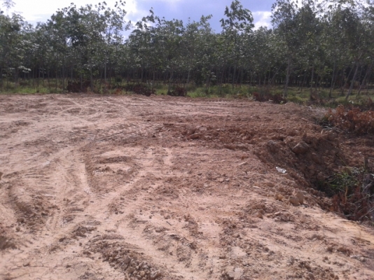 สวนยาง 8 ไร่ 2 งาน  พร้อมพื้นที่สร้างบ้าน   ฉโนดพร้อมโอน  (อ . ควนขนุน จ. พัทลุง)