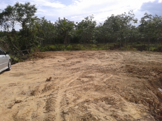 สวนยาง 8 ไร่ 2 งาน  พร้อมพื้นที่สร้างบ้าน   ฉโนดพร้อมโอน  (อ . ควนขนุน จ. พัทลุง)