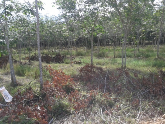 สวนยาง 8 ไร่ 2 งาน  พร้อมพื้นที่สร้างบ้าน   ฉโนดพร้อมโอน  (อ . ควนขนุน จ. พัทลุง)