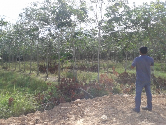 สวนยาง 8 ไร่ 2 งาน  พร้อมพื้นที่สร้างบ้าน   ฉโนดพร้อมโอน  (อ . ควนขนุน จ. พัทลุง)