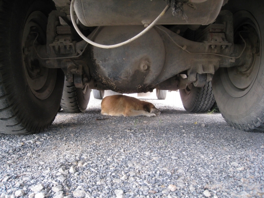 ขายรถสิบล้อดั๊มแกลบ Isuzu Rocky เครื่องP11C  320 แรงม้า สภาพนางฟ้า