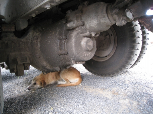 ขายรถสิบล้อดั๊มแกลบ Isuzu Rocky เครื่องP11C  320 แรงม้า สภาพนางฟ้า