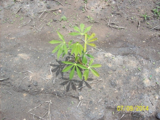 ขายขี้เถ้าแกลบ ขายขี้เถ้าแกลบ