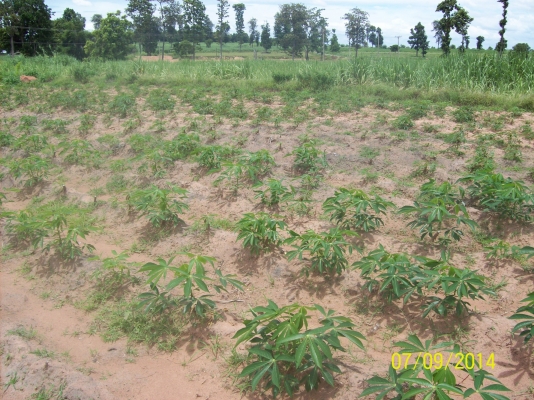 ขายขี้เถ้าแกลบ ขายขี้เถ้าแกลบ