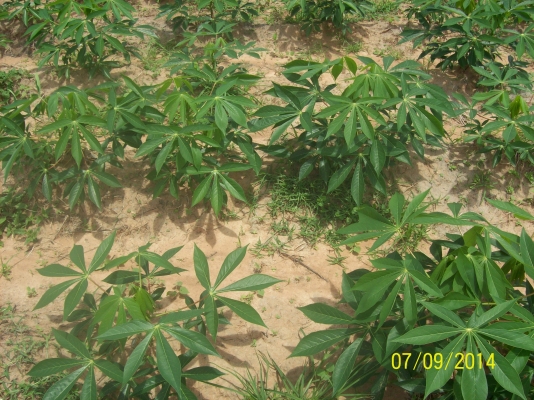 ขายขี้เถ้าแกลบ ขายขี้เถ้าแกลบ