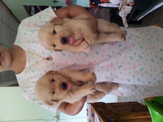 ขายสุนัขโกเด้น