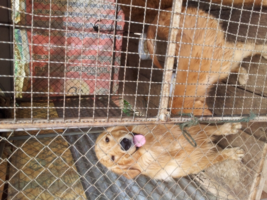 ขายสุนัขโกเด้น