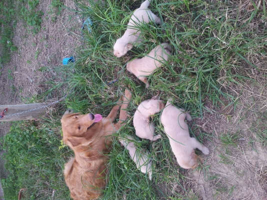 ขายสุนัขโกเด้น