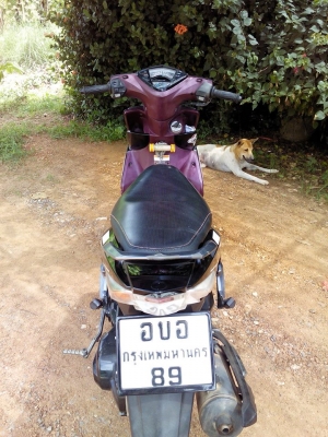 มีโอ125ปี55 ท็อป