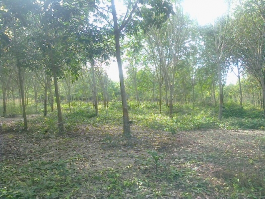 ขออณุญาตินะครับฝากขายที่สวนยางพร้อมผลไม้ของเมืองให้พี่น้องชาวเว็ปของเราที่ใครอยากมีสวนที่จังหวัดจันทบุรีราคาถูกๆๆเจ้าของต้องการขาย115 ไร่