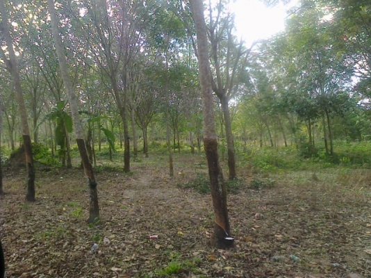 ขออณุญาตินะครับฝากขายที่สวนยางพร้อมผลไม้ของเมืองให้พี่น้องชาวเว็ปของเราที่ใครอยากมีสวนที่จังหวัดจันทบุรีราคาถูกๆๆเจ้าของต้องการขาย115 ไร่