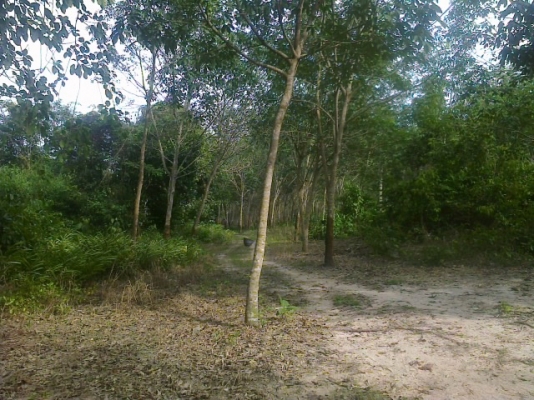 ขออณุญาตินะครับฝากขายที่สวนยางพร้อมผลไม้ของเมืองให้พี่น้องชาวเว็ปของเราที่ใครอยากมีสวนที่จังหวัดจันทบุรีราคาถูกๆๆเจ้าของต้องการขาย115 ไร่