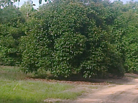ขออณุญาตินะครับฝากขายที่สวนยางพร้อมผลไม้ของเมืองให้พี่น้องชาวเว็ปของเราที่ใครอยากมีสวนที่จังหวัดจันทบุรีราคาถูกๆๆเจ้าของต้องการขาย115 ไร่