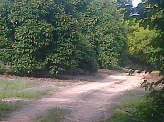 ขออณุญาตินะครับฝากขายที่สวนยางพร้อมผลไม้ของเมืองให้พี่น้องชาวเว็ปของเราที่ใครอยากมีสวนที่จังหวัดจันทบุรีราคาถูกๆๆเจ้าของต้องการขาย115 ไร่