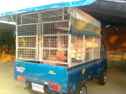 มาลองรถเลย ขาย กะป๋อ ซูซูกิ สวยๆ ขับกลับเลย ไม่ต้องทำอะไรเลย