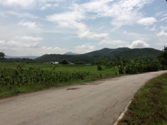 ขายสวนสักทอง ขายสวนสักทอง