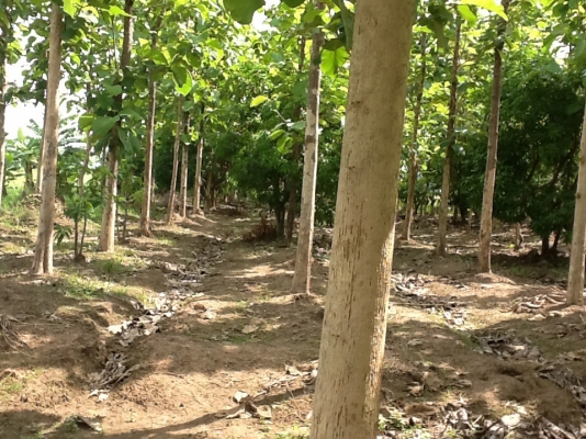 ขายสวนสักทอง ขายสวนสักทอง