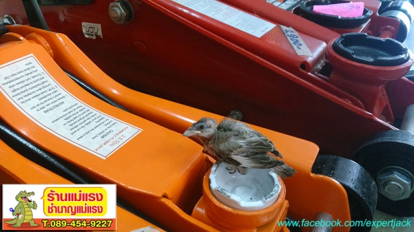 บล๊อคน้ำมันสำหรับงานoutdoor,บล๊อคทดแรง,ตู้เครื่องมือ,แม่แรง,