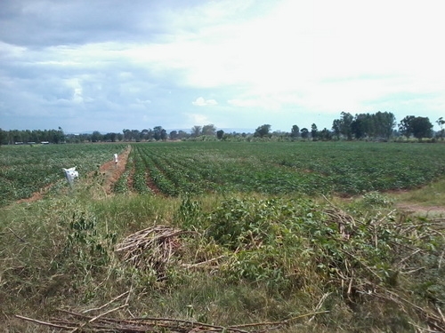 ขายที่ดิน 13ไร่ 2งาน มีวิวภูเขาติดหมู่บ้านติดทางสาธารณะ ราคา 370,000 ต่อไร่