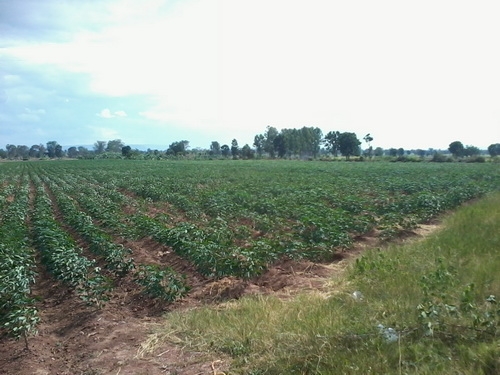 ขายที่ดิน 13ไร่ 2งาน มีวิวภูเขาติดหมู่บ้านติดทางสาธารณะ ราคา 370,000 ต่อไร่