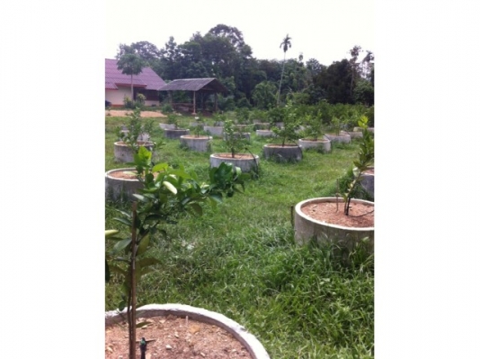 ขายแบบหล่อปลูกมะนาวครับ