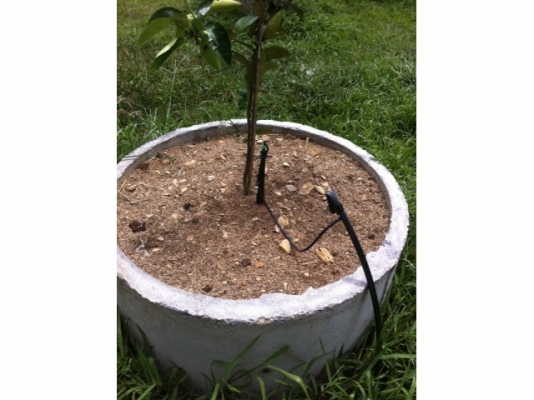 ขายแบบหล่อปลูกมะนาวครับ