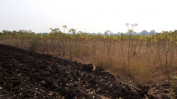 ขายที่ดิน