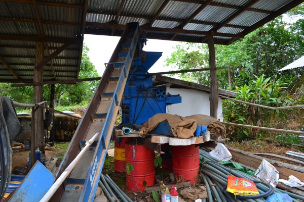 ขายหัวสีข้าวโพด