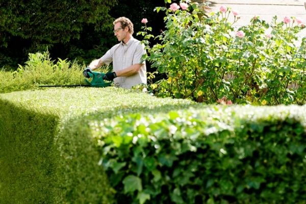 จำหน่ายเครื่องตัดแต่งกิ่งไม้ BOSCH รุ่น AHS 60-16 ราคา 3600