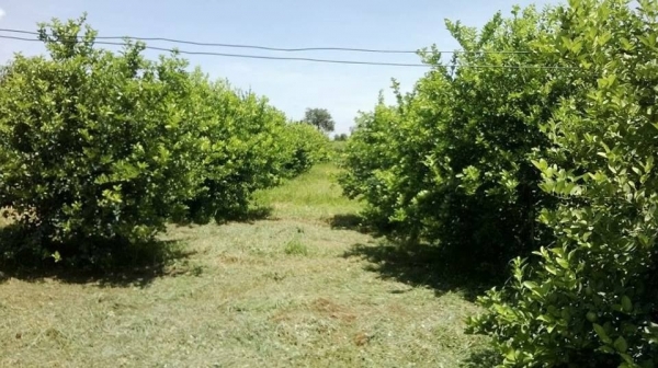 กิ่งมะนาวพันธุ์ดี ลูกดก ราคาถูก รุ่นใหม่ ปี59