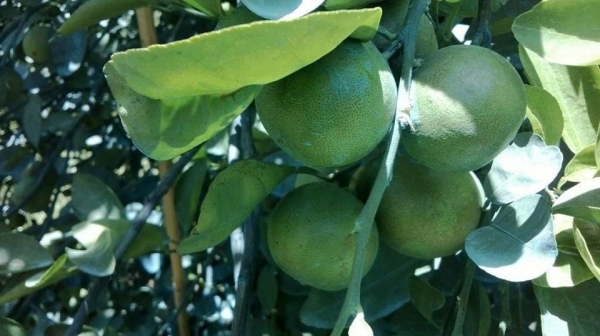 กิ่งมะนาวพันธุ์ดี ลูกดก ราคาถูก รุ่นใหม่ ปี59