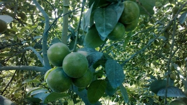 กิ่งมะนาวพันธุ์ดี ลูกดก ราคาถูก รุ่นใหม่ ปี59