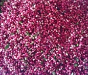 ขาย มะม่วงหาว มะนาวโห่ ขายส่ง ขายปลีก บริการส่งถึงที่