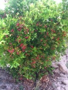 ขาย มะม่วงหาว มะนาวโห่ ขายส่ง ขายปลีก บริการส่งถึงที่