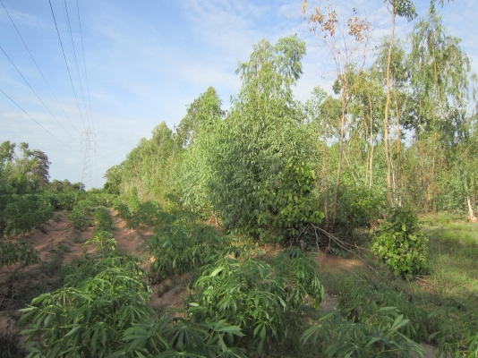 ที่ดินแปลงสวย บนโครงการถนนบายพาสเส้นใหม่ นครราชสีมา
