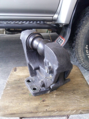 ขายปากนกแก้วหัวบอล ขายปากนกแก้วหัวบอล