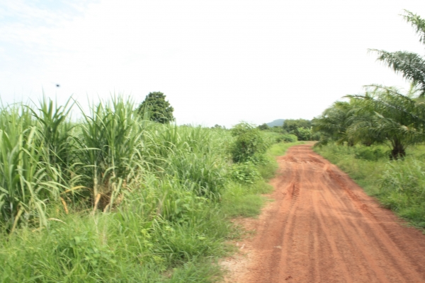 ฝากขายที่ดิน 25 ไร่ ใกล้ถ.สายเอเซีย